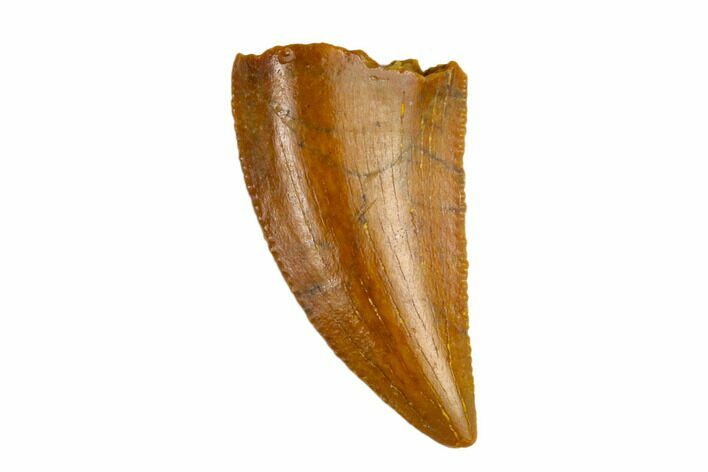 Serrated, Raptor Tooth - Real Dinosaur Tooth #115686